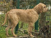 Griffon Fauve de Bretagne httpsuploadwikimediaorgwikipediacommonsthu