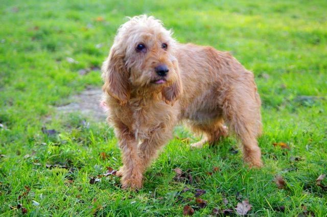 Griffon Fauve de Bretagne Griffon Fauve de Bretagne Griffons