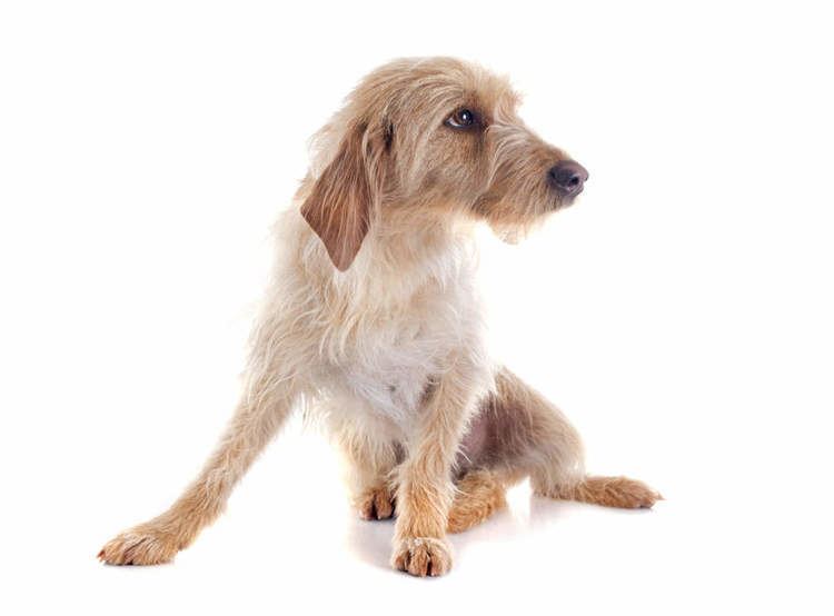 Griffon Fauve de Bretagne Griffon Fauve De Bretagne Dogs Breed Information Omlet