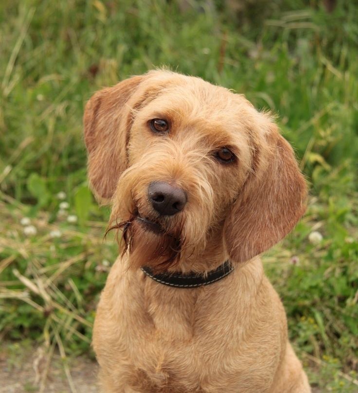 Griffon Fauve de Bretagne Griffon Fauve de Bretagne dogs Pinterest Bretagne Google and