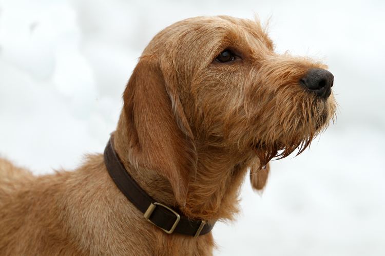 Griffon Fauve de Bretagne 1000 images about Griffon Fauve de Bretagne on Pinterest Back to