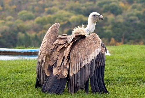 Griffon vulture 1000 images about Griffon Vulture on Pinterest Feathers