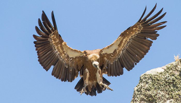 Griffon vulture Griffon Vulture Mallorca Bird Watching