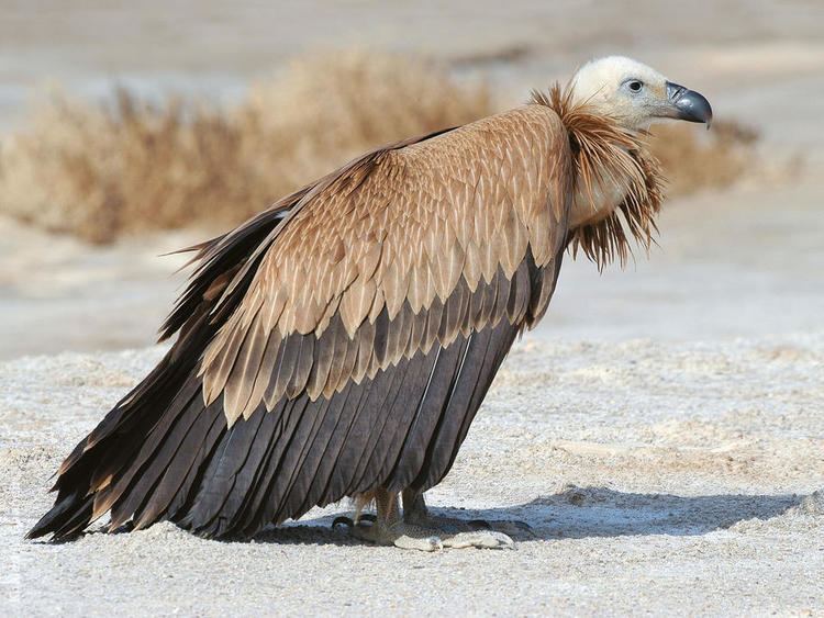 Griffon vulture wwwkuwaitbirdsorgsitesdefaultfilesstyleslar