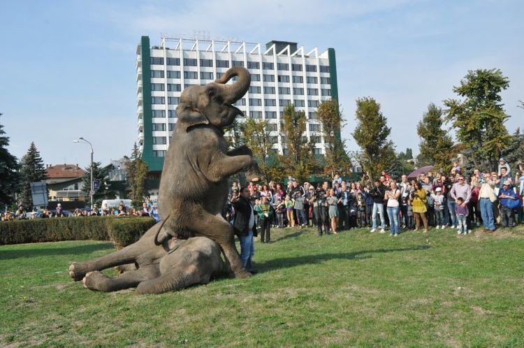 Grigorescu, Cluj-Napoca Sute de clujeni au ieit n strad la parada elefanilor din
