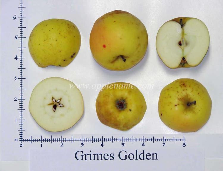 Grimes Golden How to identify the Grimes Golden apple variety