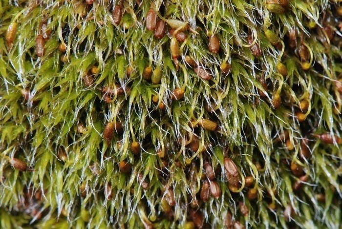 Grimmia California Moss eFlora key to Grimmia