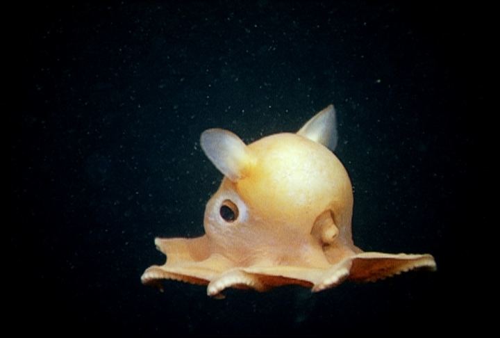 Grimpoteuthis The octopuses of the genus Grimpoteuthis are also known as Dumbo
