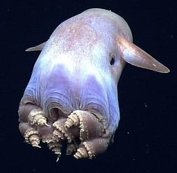 Grimpoteuthis Grimpoteuthis