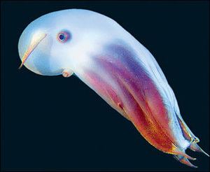 Grimpoteuthis Finned Deepsea Octopuses Grimpoteuthis spp MarineBioorg
