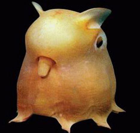 Grimpoteuthis Pinterest The world39s catalog of ideas
