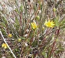 Grindelia fraxinipratensis httpsuploadwikimediaorgwikipediacommonsthu