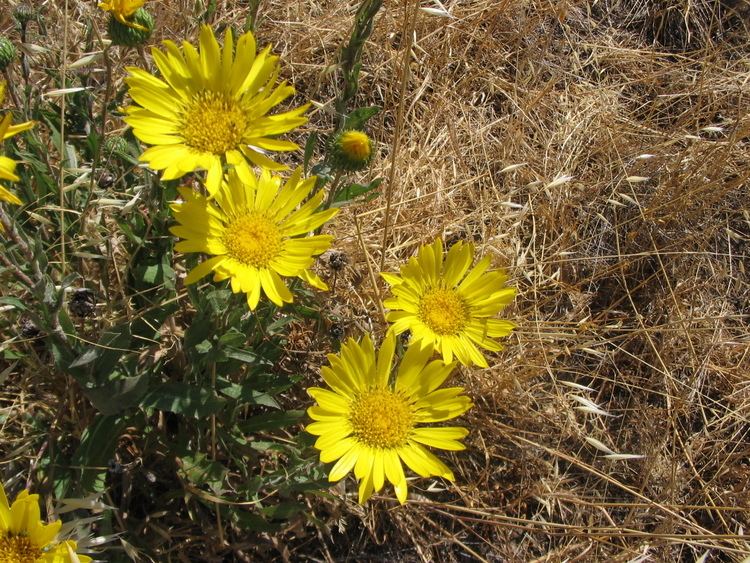 Grindelia hirsutula Grindelia hirsutula The Watershed Nursery