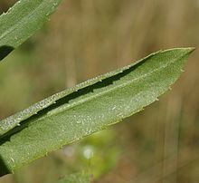 Grindelia integrifolia httpsuploadwikimediaorgwikipediacommonsthu