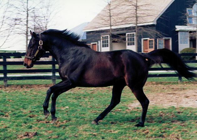Grindstone (horse) Grindstone Elevated Louisiana Derby in 1996 BloodHorsecom
