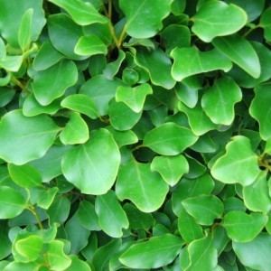 Griselinia Griselinia Hedging Plants Evergreen Buy Online for UK Delivery