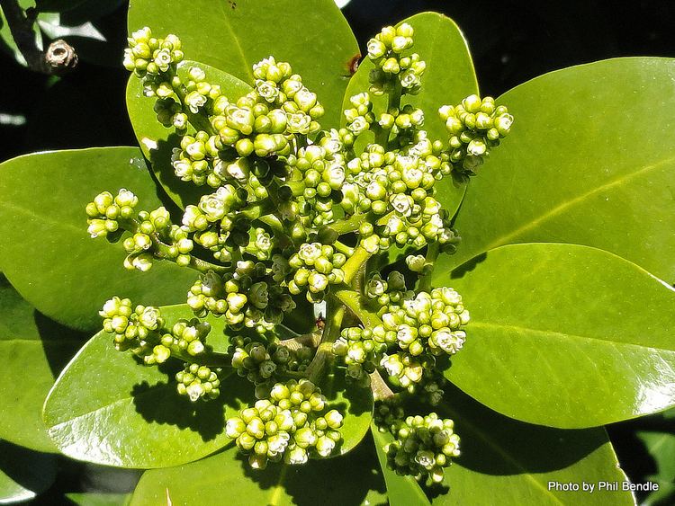 Griselinia lucida TERRAIN Taranaki Educational Resource Research Analysis