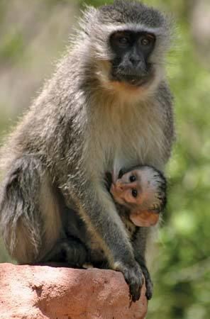 Grivet grivet monkey Britannicacom