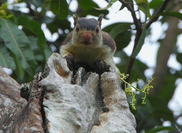 Grizzled giant squirrel Grizzled Giant Squirrel Ratufa macroura Animals Birding in India