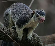 Grizzled giant squirrel httpsuploadwikimediaorgwikipediacommonsthu