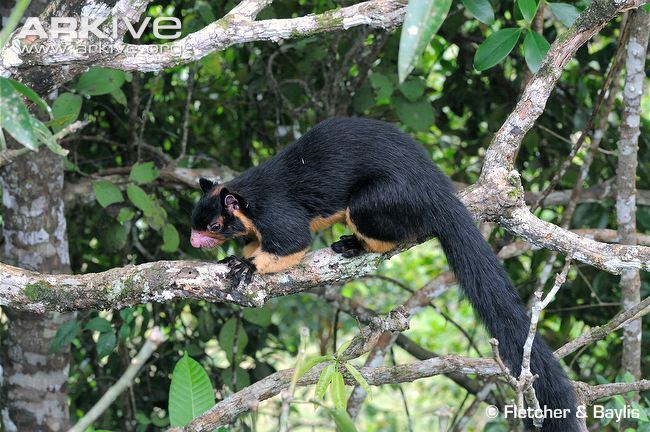 Grizzled giant squirrel Grizzled giant squirrel photo Ratufa macroura G119130 ARKive