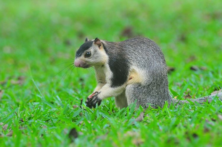 Grizzled giant squirrel Grizzled giant squirrel Grizzled giant squirrel Habarana Flickr