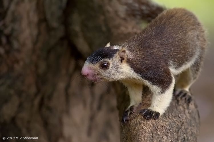 Grizzled giant squirrel 1000 images about Nocturnal House Asia on Pinterest Bats The