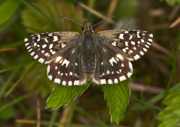 Grizzled skipper butterflyconservationorgfilesgrizzledskipper