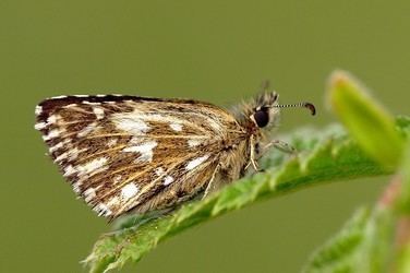 Grizzled skippers Pyrgus