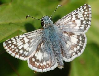 Grizzled skippers Pyrgus communis Common CheckeredSkipper Discover Life
