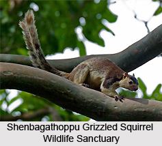 Grizzled Squirrel Wildlife Sanctuary wwwindianetzonecomphotosgallery90Shenbagatho