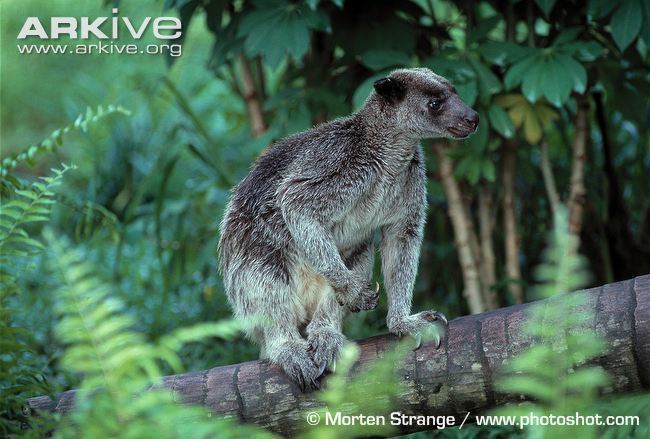 Grizzled tree-kangaroo Treekangaroo Grizzled tree kangaroo Dendrolagus inustus