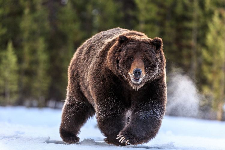 Grizzly bear Yellowstone39s Grizzly Bears Should Not Be Hunted