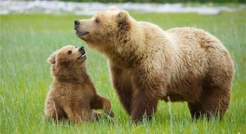 Grizzly bear Grizzly Bear Basic Facts About Grizzly Bears Defenders of Wildlife