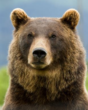 Grizzly bear Grizzly Bear Facts Grizzlies Information