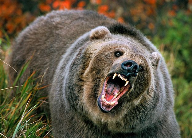 Grizzly bear North America39s Top 10 Most Fearsome Predators Grizzly Bear North