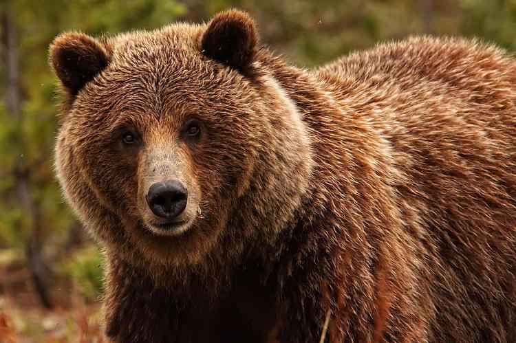 Grizzly bear Grizzly Bear Facts History Useful Information and Amazing Pictures