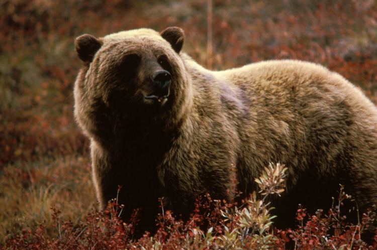 Grizzly bear Grizzly bear Wikipedia