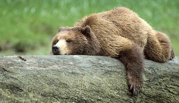 Grizzly bear wwwbiologicaldiversityorgassetsimgspeciesmam