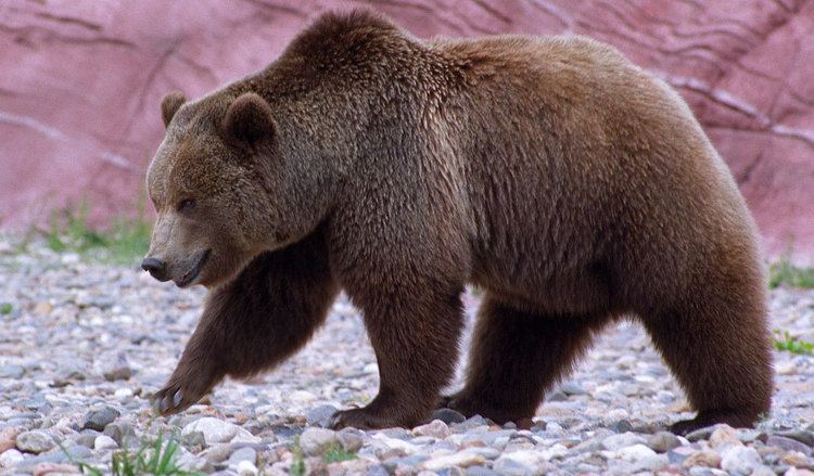 Grizzly bear Grizzly bear hanging around My Coast Now