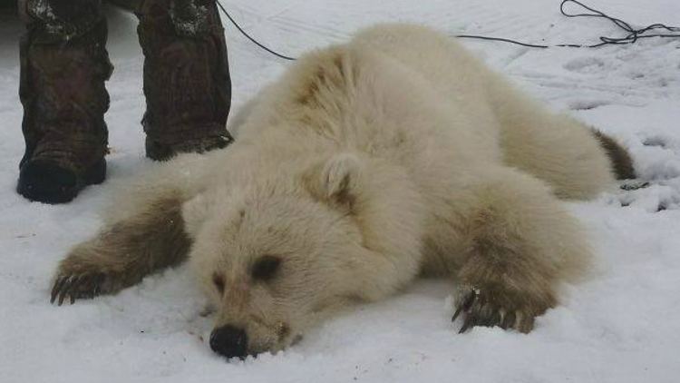 Grizzly–polar bear hybrid Grolar or pizzly Experts say rare grizzlypolar bear hybrid shot in
