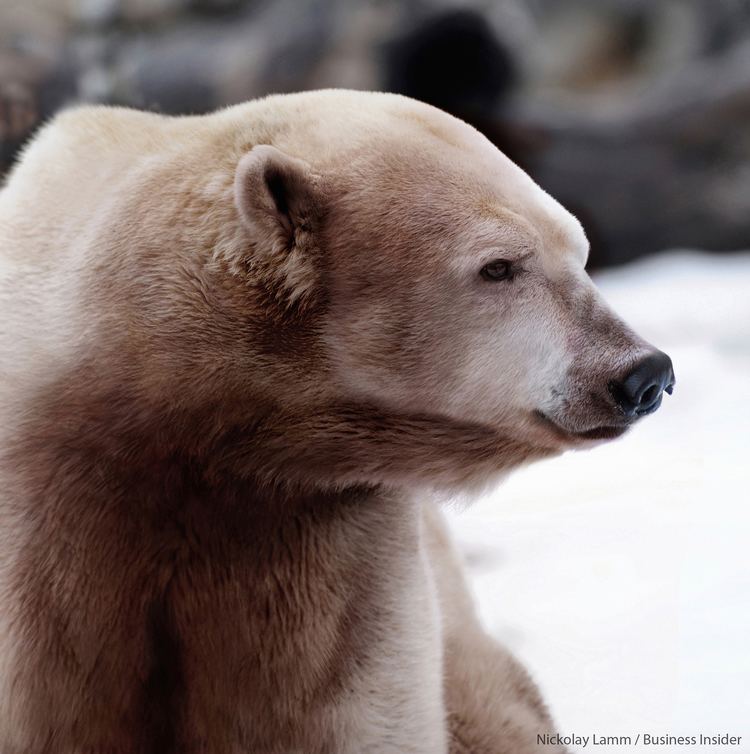 Grizzly–polar bear hybrid sciencenordiccomsitesdefaultfiles6Polarand