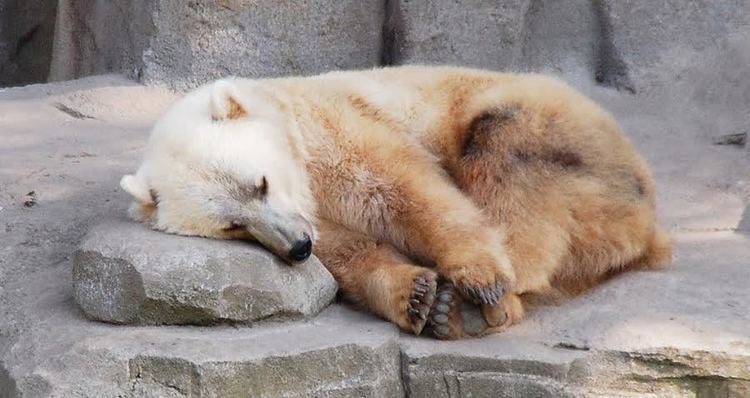 Grizzly–polar bear hybrid The GrizzlyPolar Bear Hybrid Taking Over The Arctic Tundra