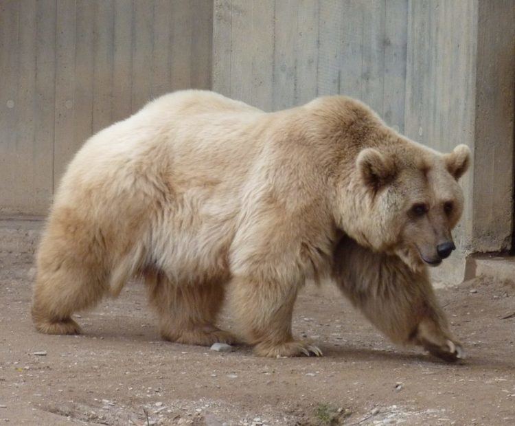 Grizzly–polar bear hybrid grizzlypolar bear hybrid