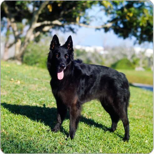 Groenendael dog Belgian Shepherd Groenendael Dog Breeds Purina