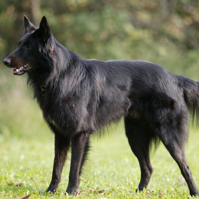 Groenendael dog Belgian Shepherd Groenendael Breed Guide Learn about the Belgian