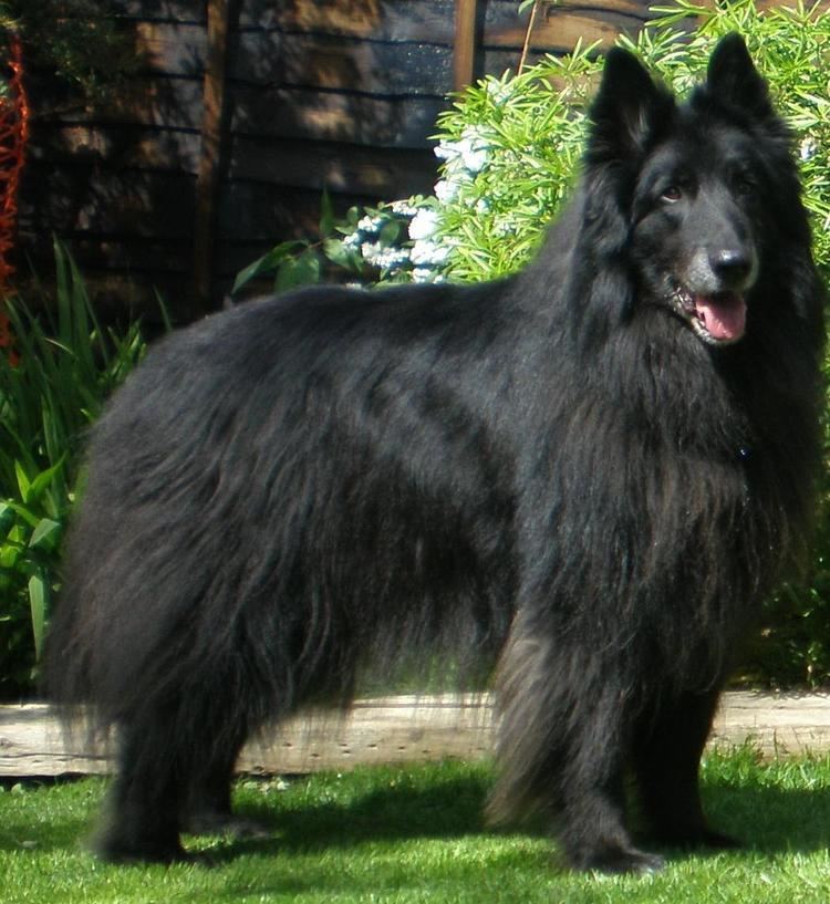 Groenendael dog 1000 images about groenendael on Pinterest Coats Wolves and