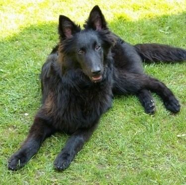 Groenendael dog Belgian Shepherd Dog Breed Information and Pictures