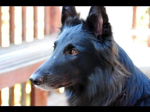 Groenendael dog Belgian Shepherd Dog Groenendael Dog Breed YouTube