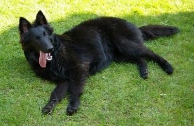 Groenendael dog Belgian Shepherd Dog Breed Information and Pictures